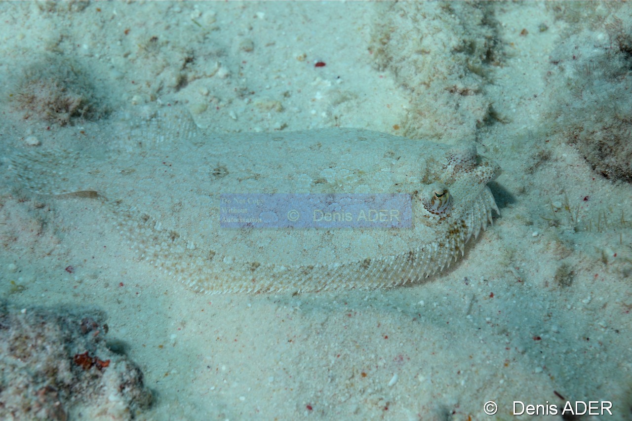 Bothus ocellatus Rombou ocellee-Bonaire Tolo-17m-20180223-Denis-ADER-DSC_7641_tn.jpg
